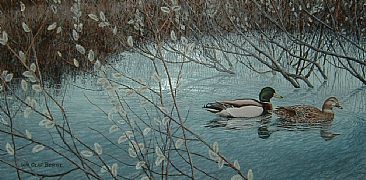 Spring courtship - Mallard ducks by William Berge